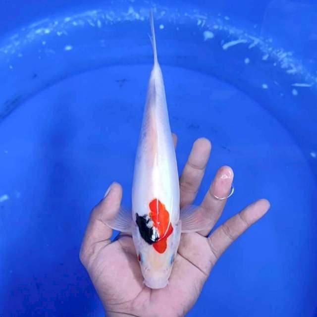 11. Doitsu Mantap || 25 cm
