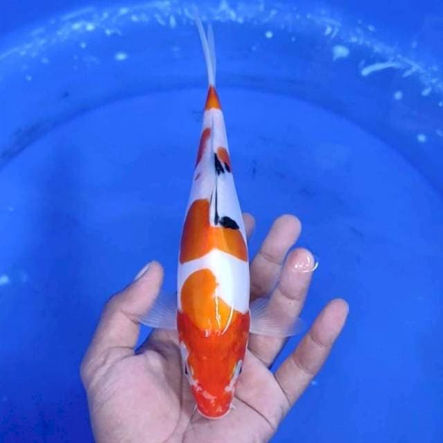 12. Doitsu Murni Ori || 24 cm
