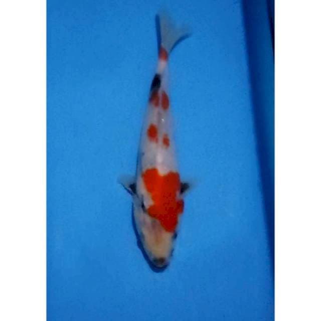 Kindai Showa Motogoro Original 25cm (M) 