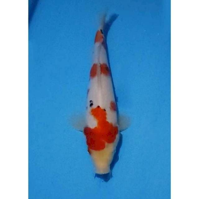 Sanke (Taisho Sanshoku) 3step Original 26cm (F) 
