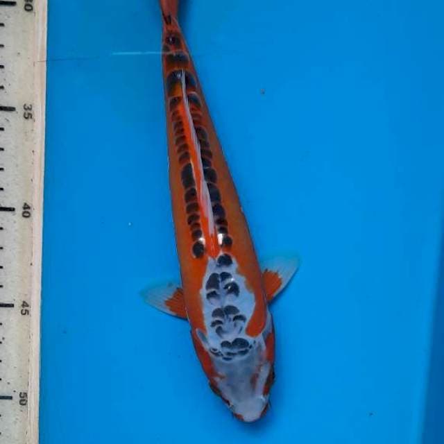 Shusui 25cm