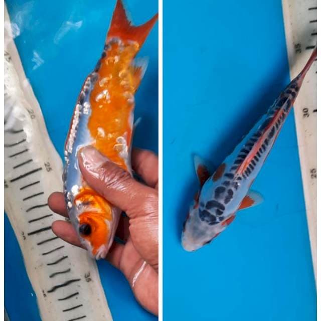 Shusui 20cm