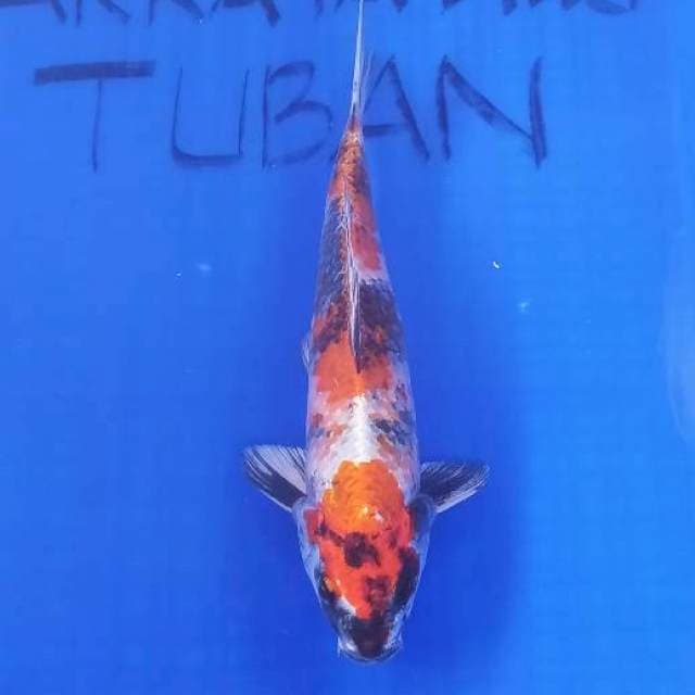 KIN SHOWA 32cm