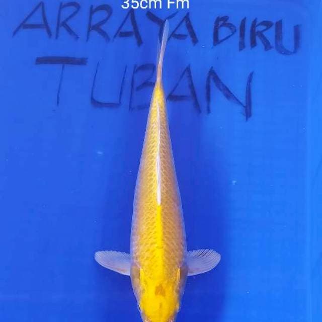 YAMABUKI OGON 35cm