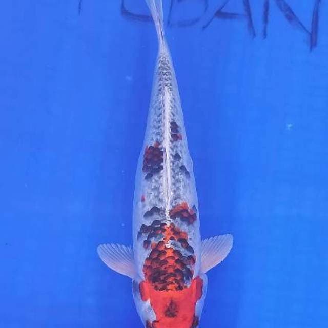 Kujaku 35cm
