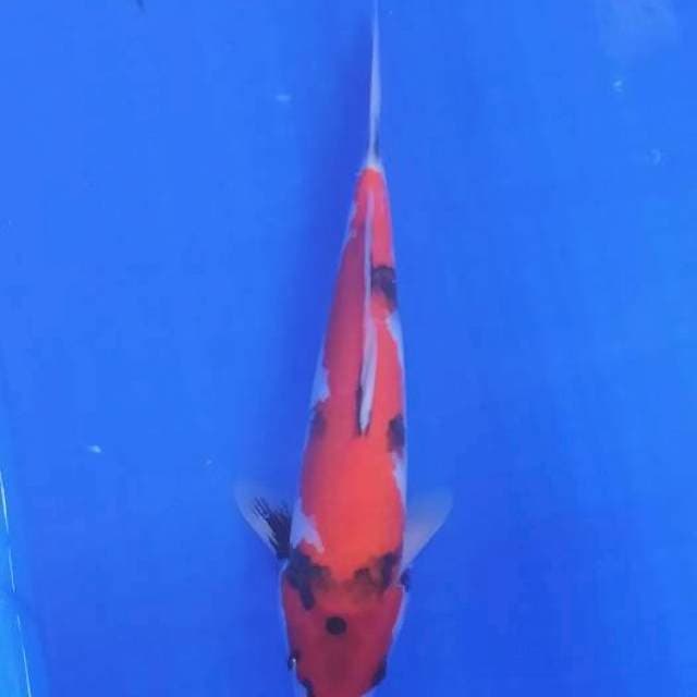 Showa F1 33cm