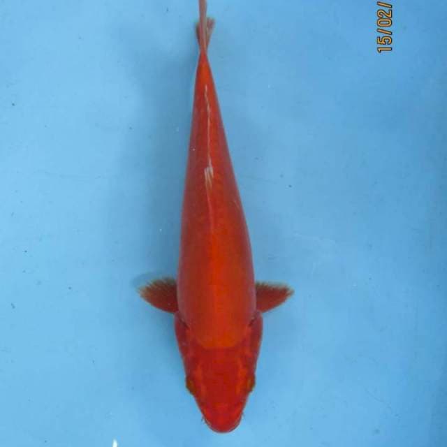 Benigoi 