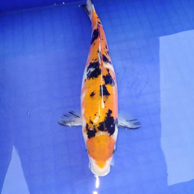 Maruten sanke doitsu