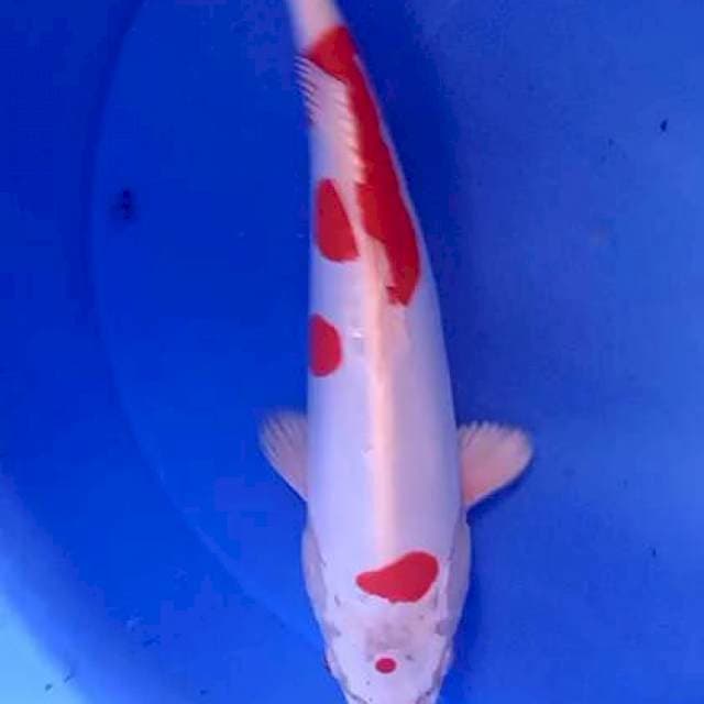 Kikusui 33 cm