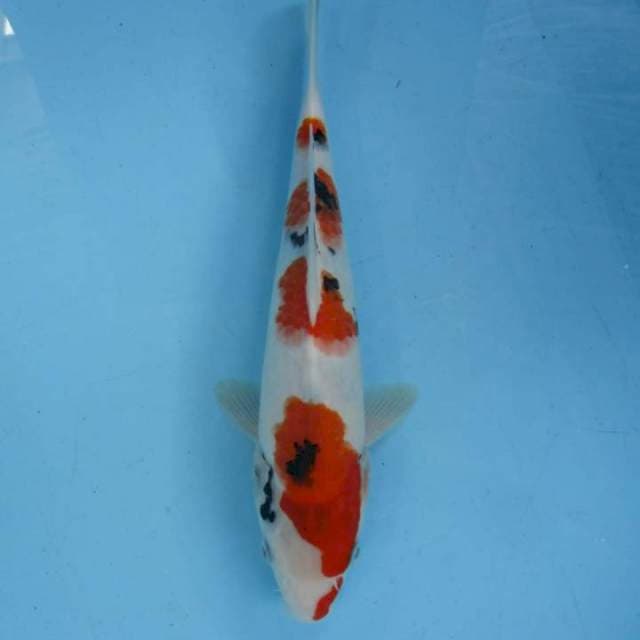 Taisho Sanshoku