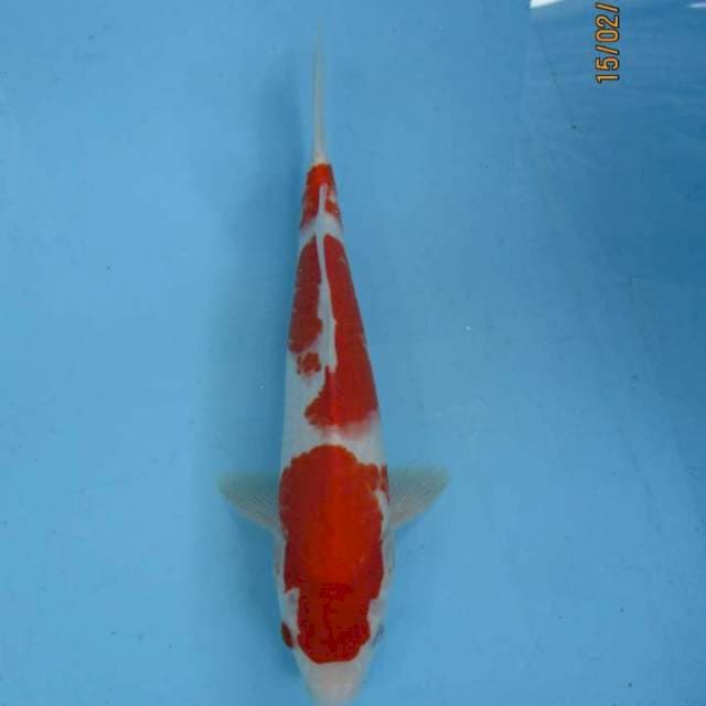 Kohaku