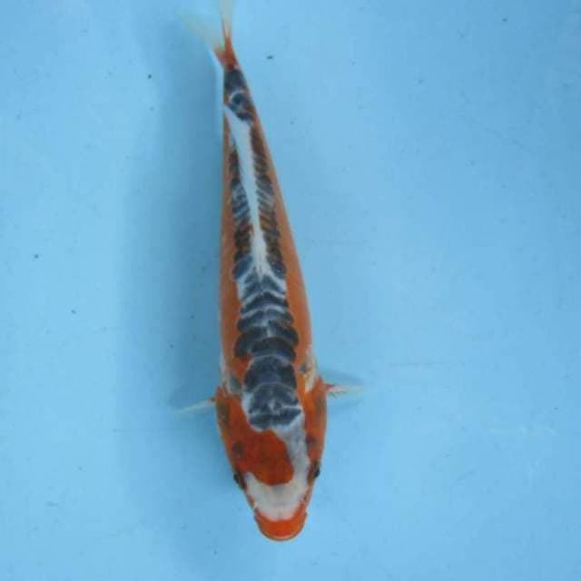 Hana Shushui