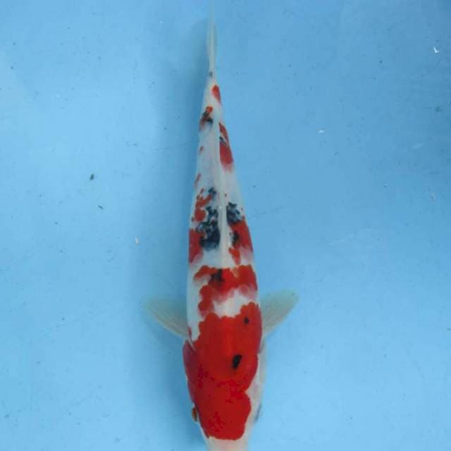 Taisho Sanshoku