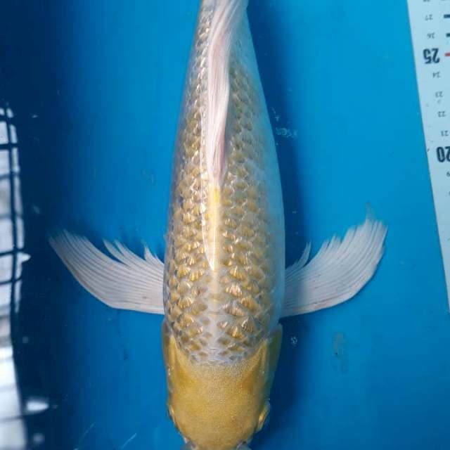 Kumpay yamabuki ginrin
