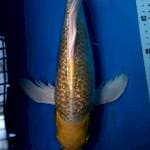 Kumpay yamabuki ginrin