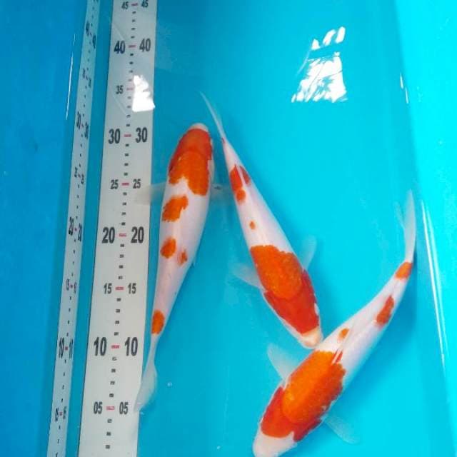 Paketan kohaku