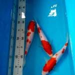 Paketan kohaku