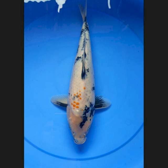 Showa 38 cm