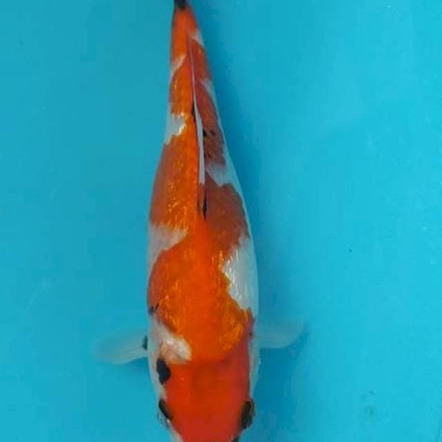Showa inazuma tategoi