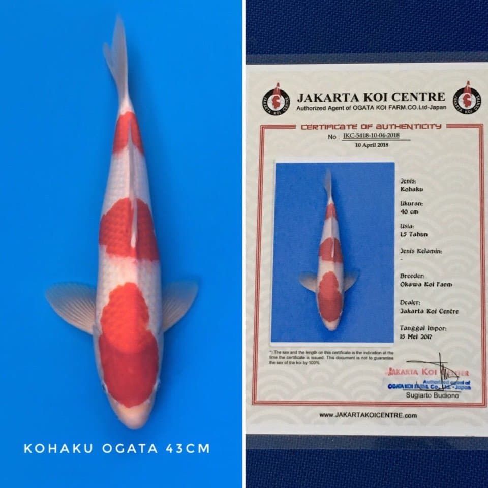 kohaku sandan ogata 43cm