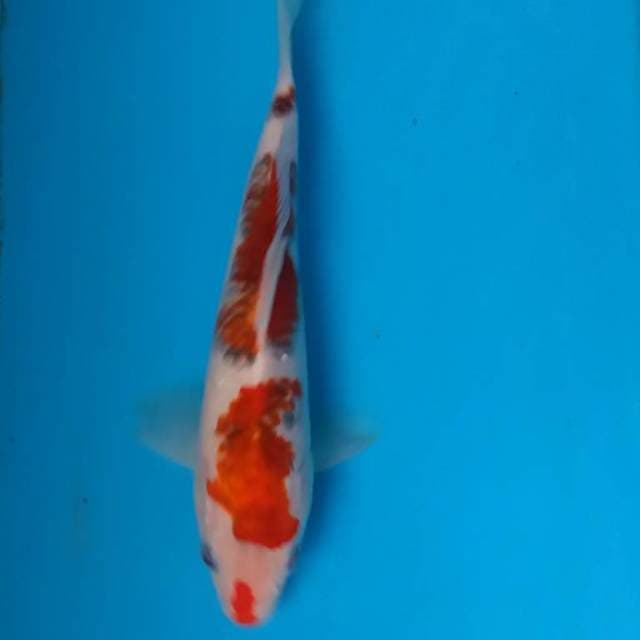 Goromo