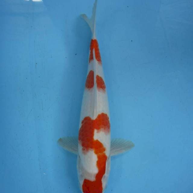 Super kohaku
