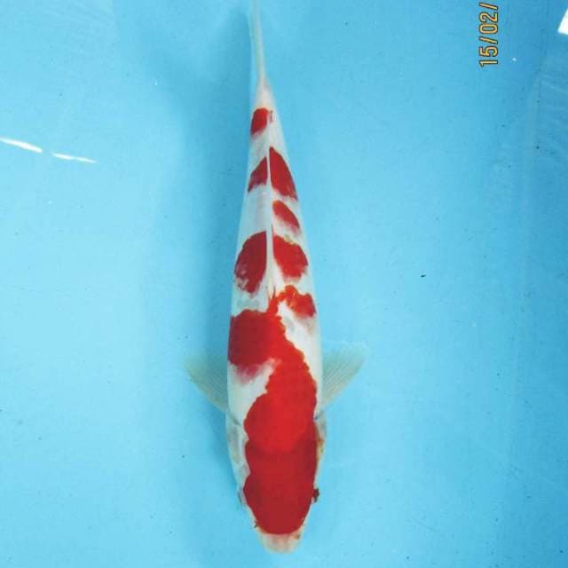 Super kohaku
