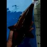 Chagoi tembaga 37 cm