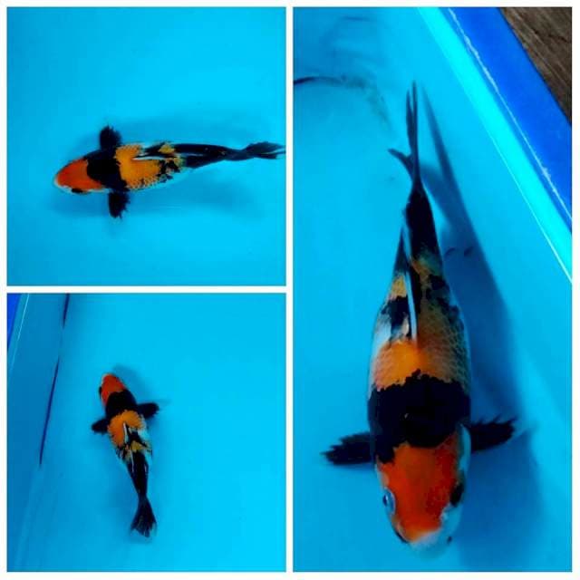 Tamasaba MaruShow 20cm