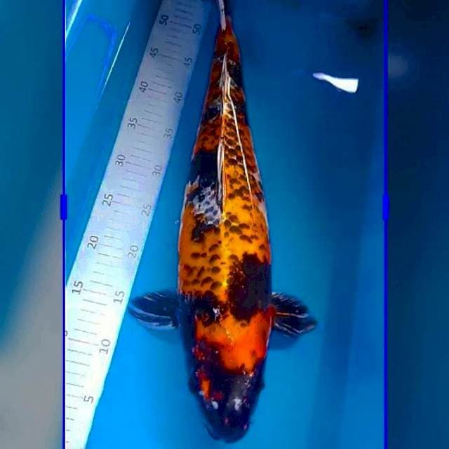 Kage showa 55cm female