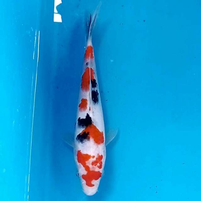 Sanke, 20 cm