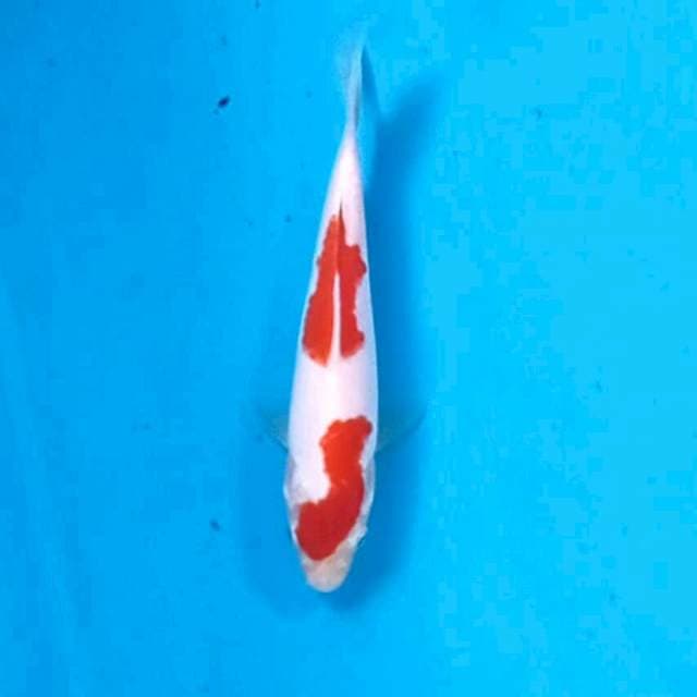 Kohaku, 15 cm