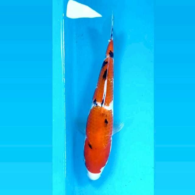 Sanke, 26 cm