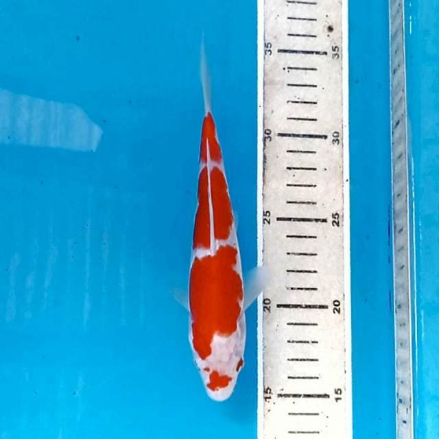 Kohaku, 19 cm