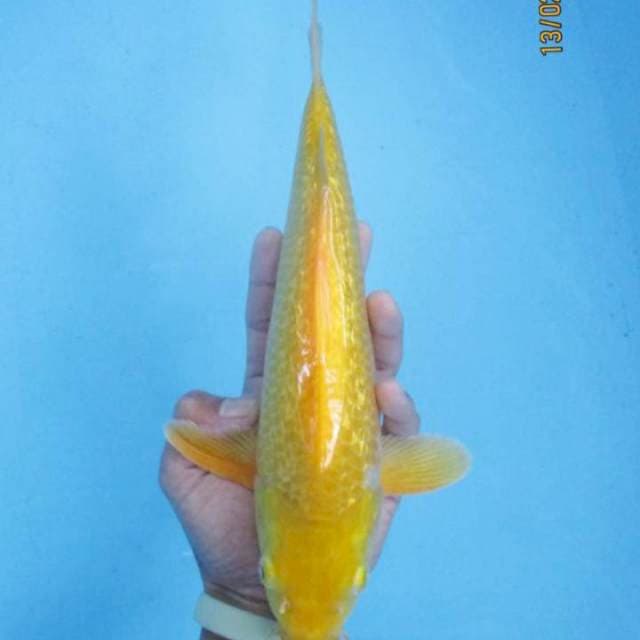 Karashi