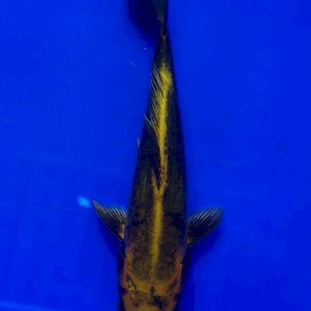 Kiko kuning 25 cm