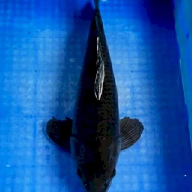 Sumigoi 44cm