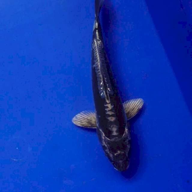 Kiko