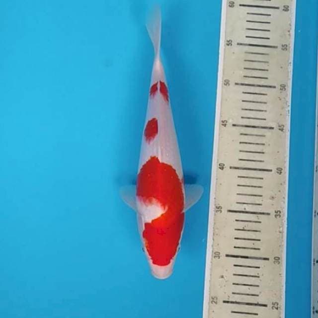 Kohaku ~30