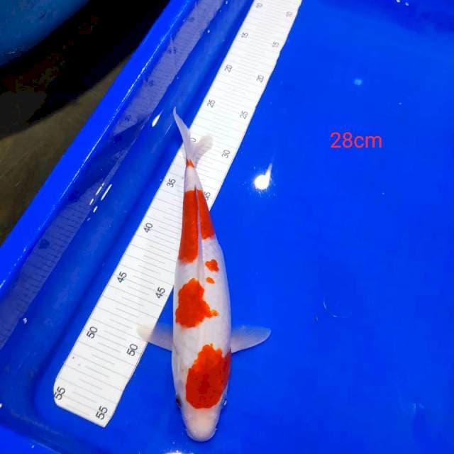 Kohaku 28cm