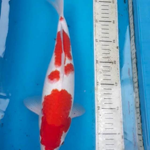 Kohaku 36 cm