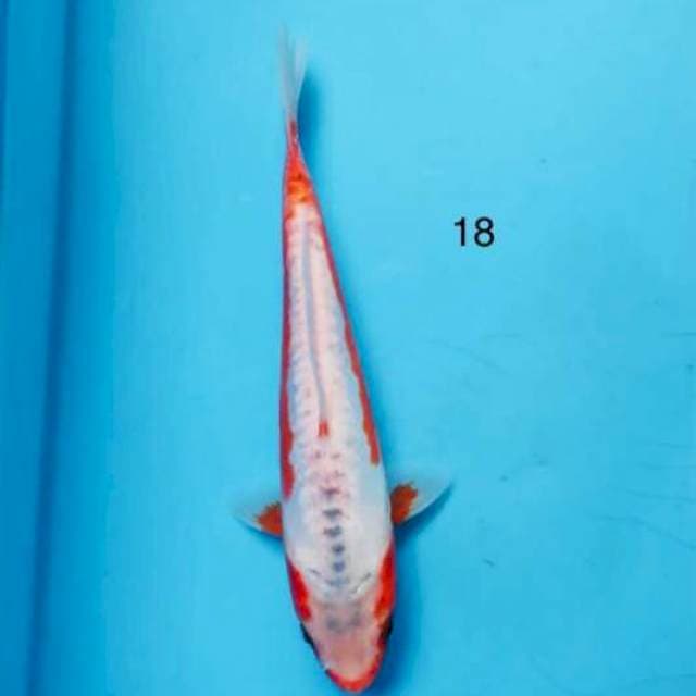 Khosui ,18cm