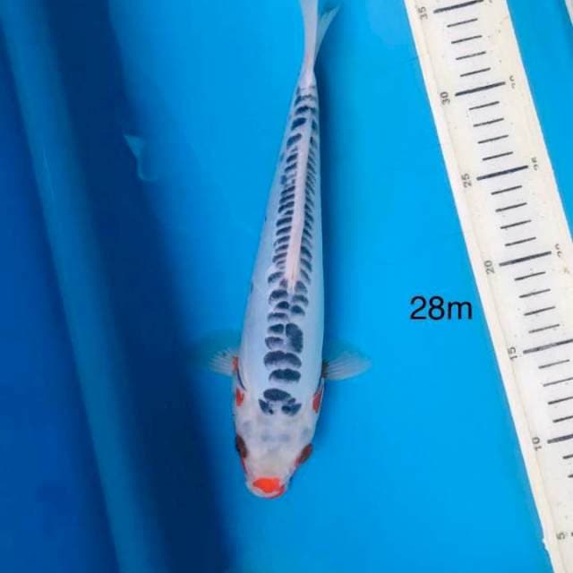 Shusui ,28cm