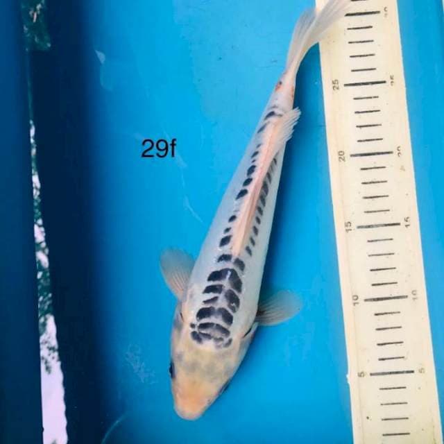 Shusui ,29cm