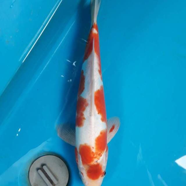 33cm Doitsu Kawarimono Male