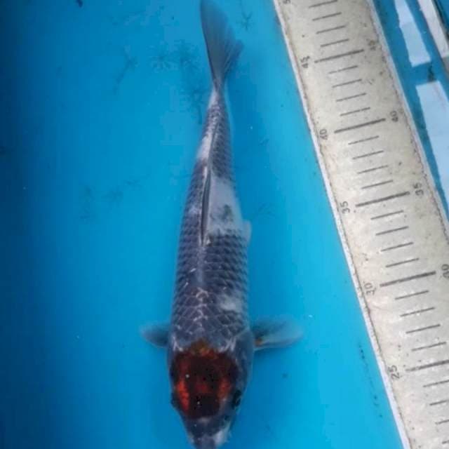 Tancho 26 cm