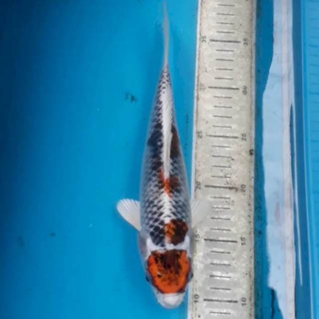 Maruten 27 cm