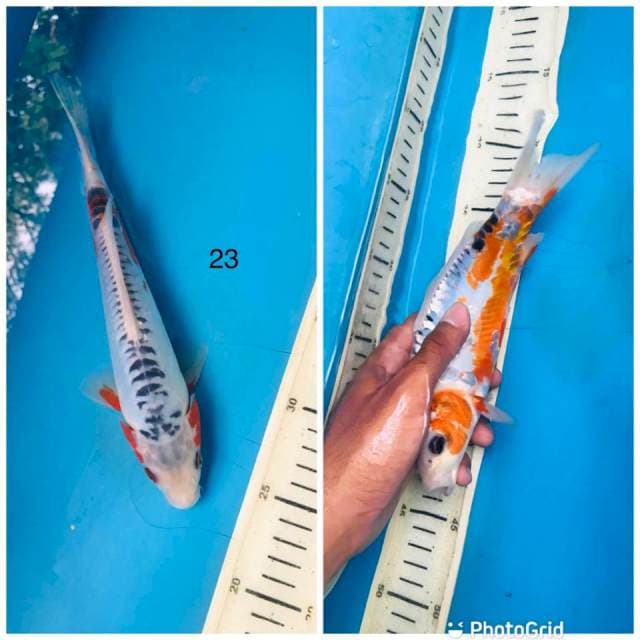 Shusui ,23cm