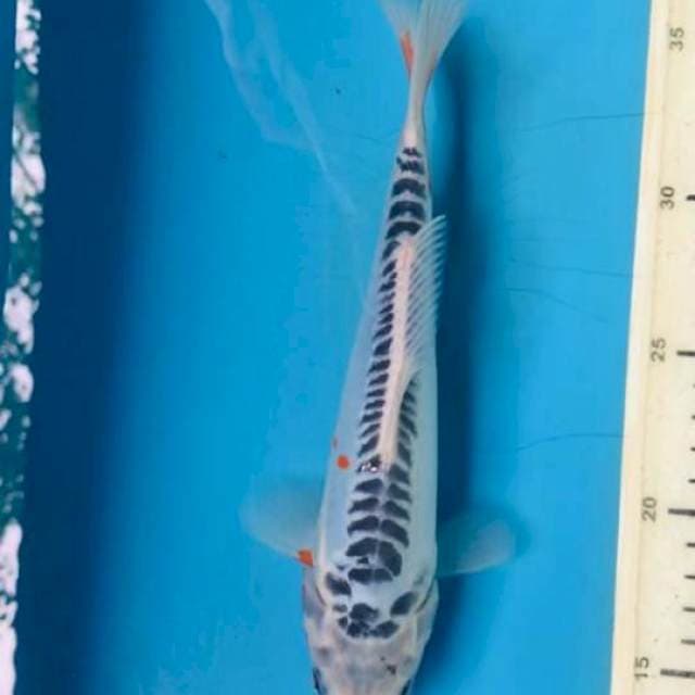 Shusui ,24cm