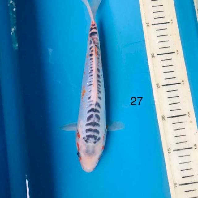 Shusui ,27cm